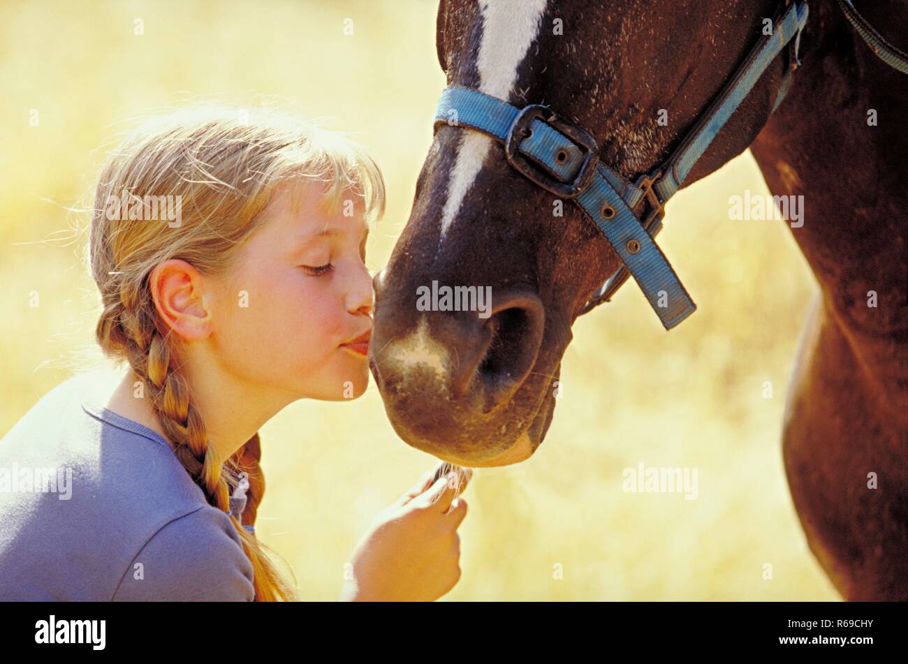 Portrait, Nahaufnahme, Maedchen, 12 Jahre, mit langen blonden Zoepfen kuesst die Nuestern ihres Pferdes Stock Photo