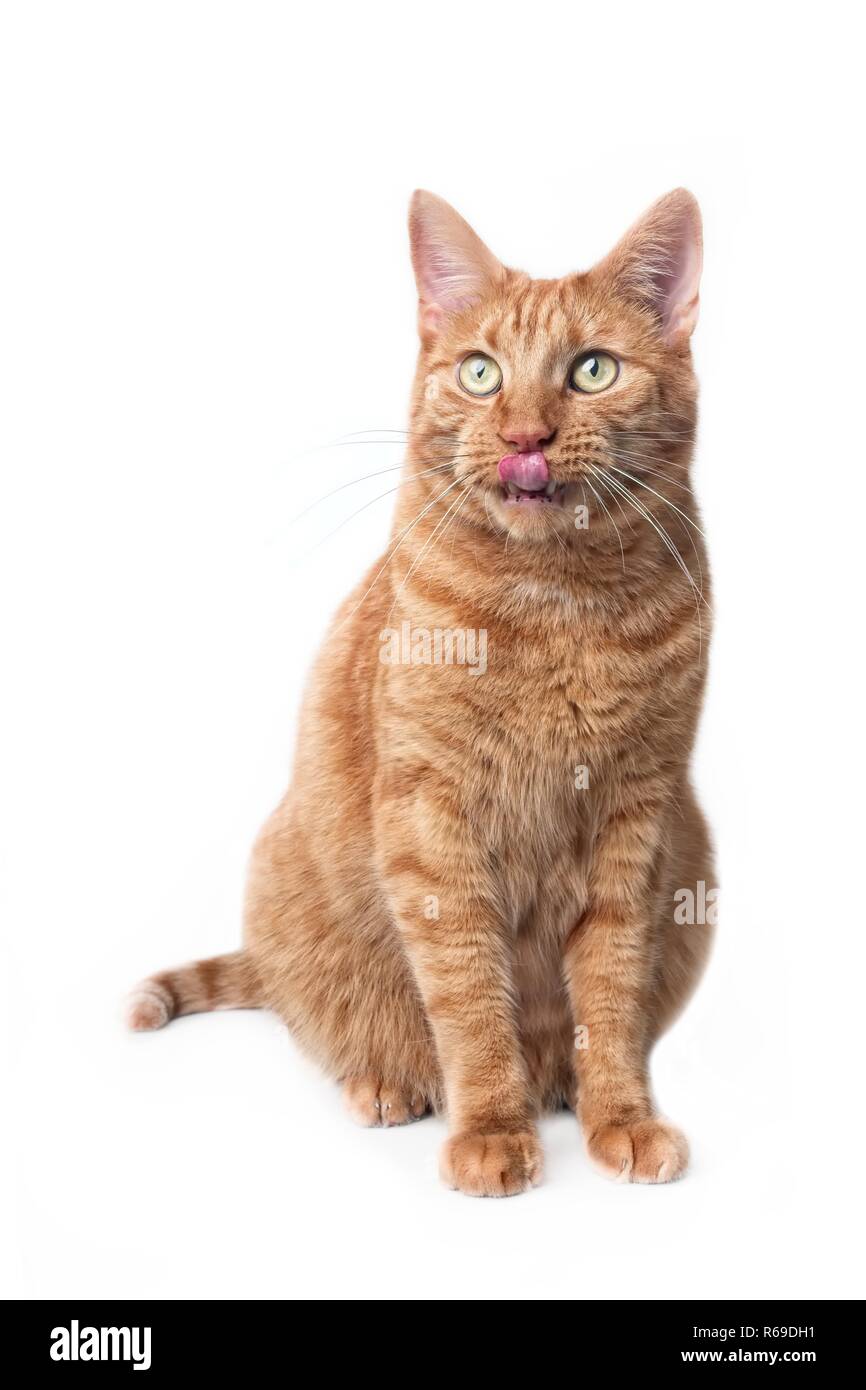 Cute ginger cat sitting and licking lips. Vertical image isolated on