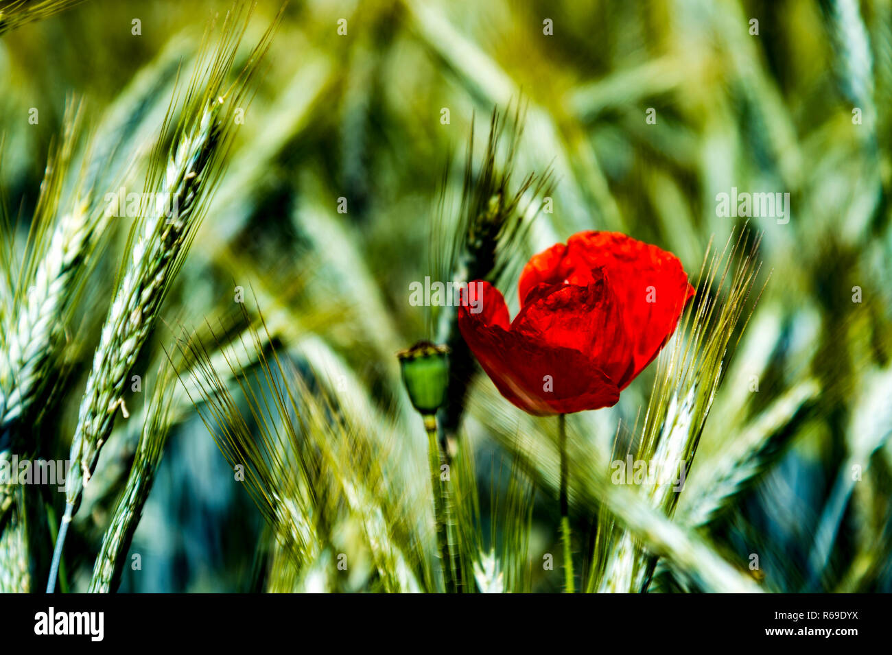 Red Poppy In A Cornfield Stock Photo