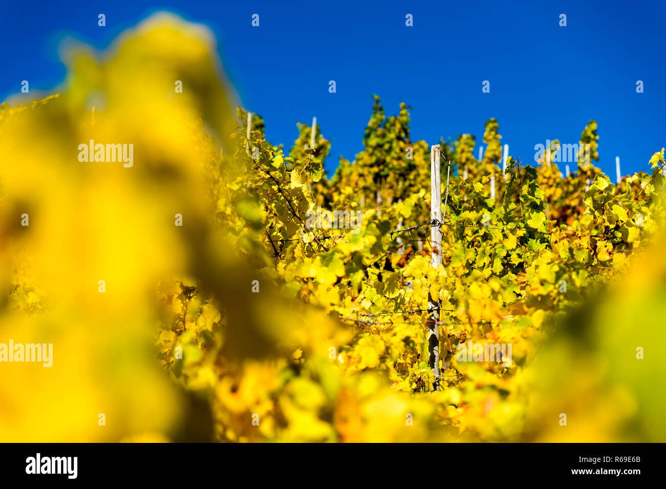 Gold-Colored Vine Leaves In The Sunshine In Front Of Blue Sky. Stock Photo