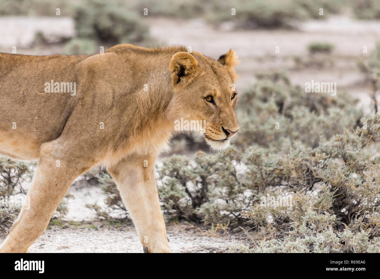 Lion, Etosha National Park, Namibia Stock Photo