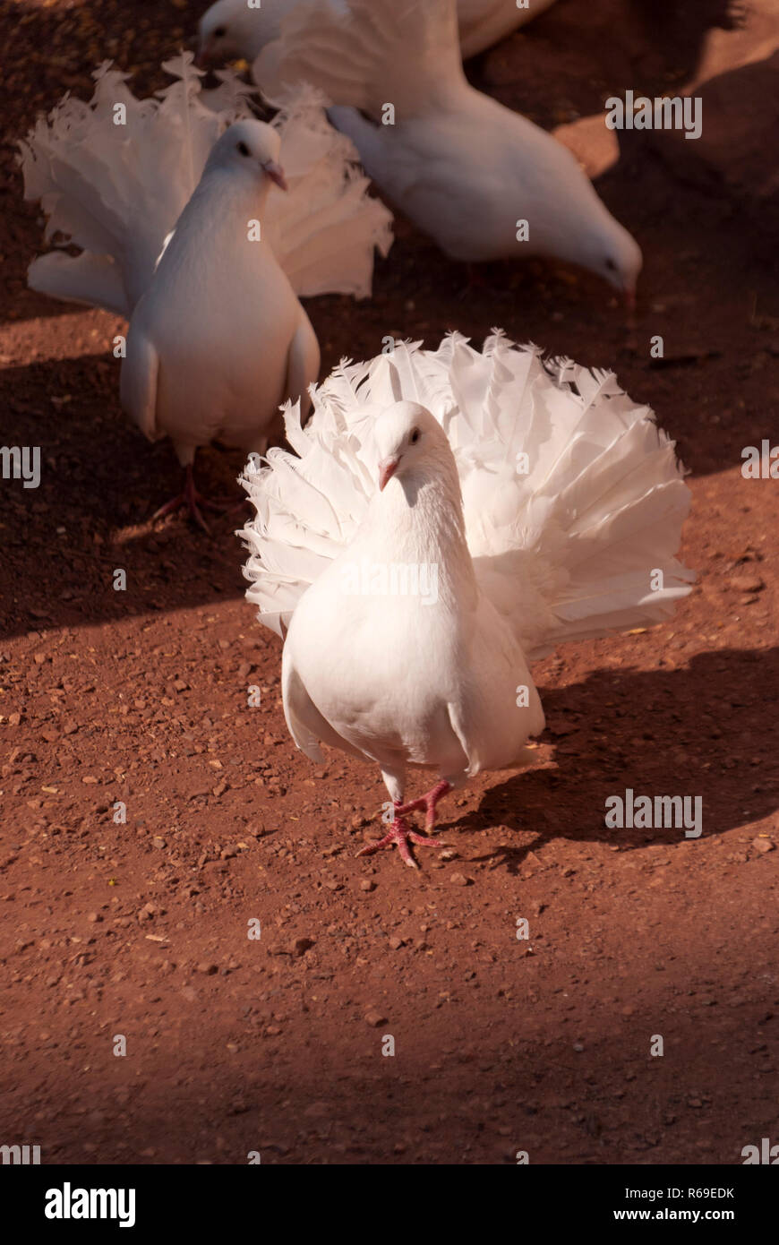 White Doves Stock Photo
