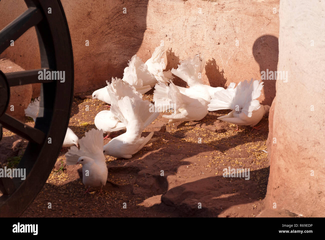 White Doves Stock Photo