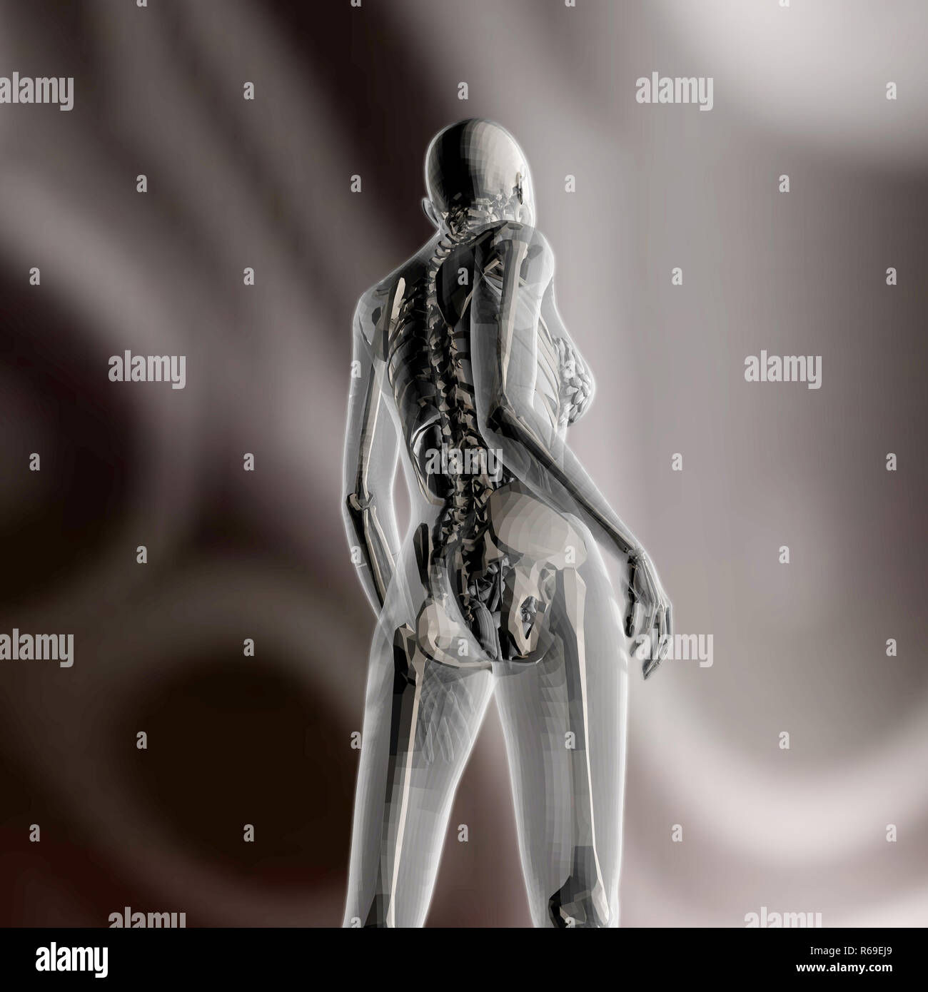 Digital 3D Rendering Of The Female Human Anatomy Stock Photo