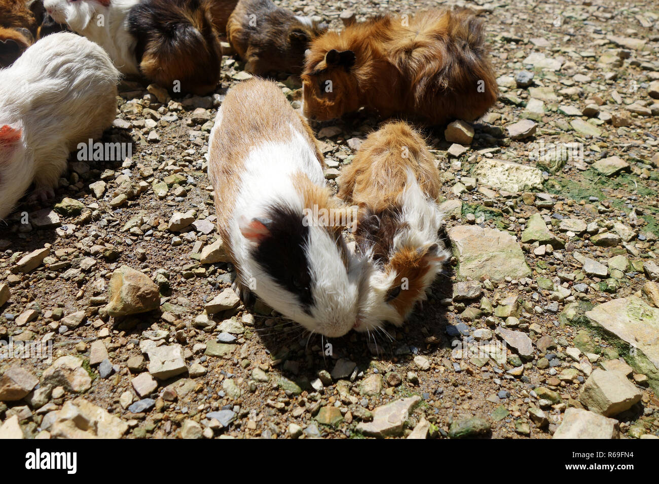 Pig eating clover hires stock photography and images Alamy