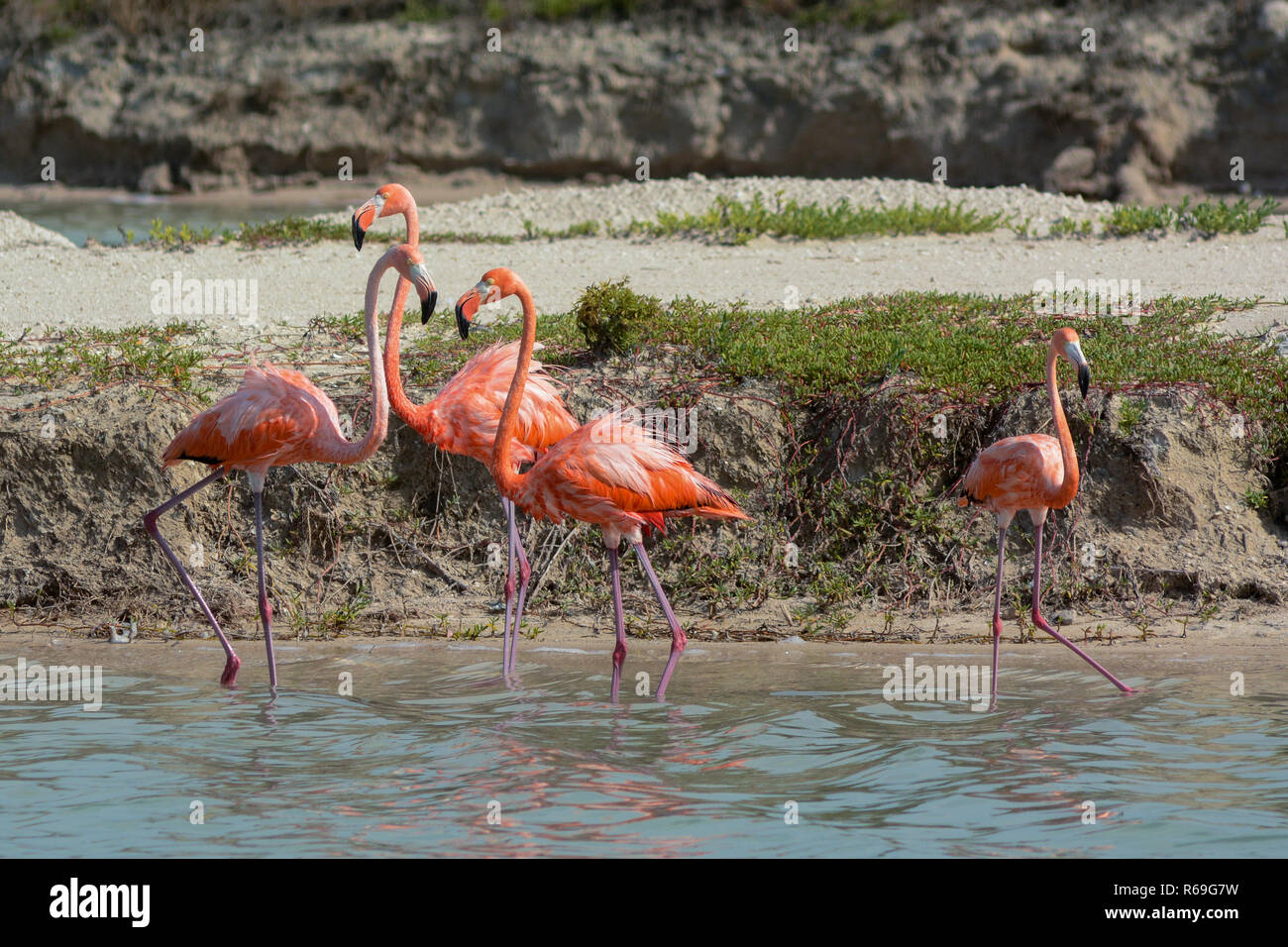 Greater Flamingo. Up to 40,000 flamingos breed at Las Coloradas between December and April, . Stock Photo