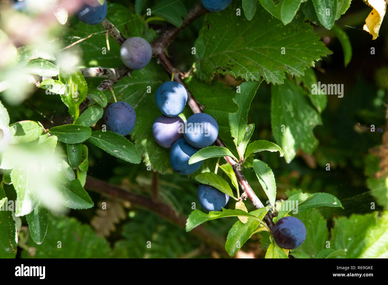 Prunus spinosa, Blackthorn or sloe berries on a tree at the coastline Stock Photo