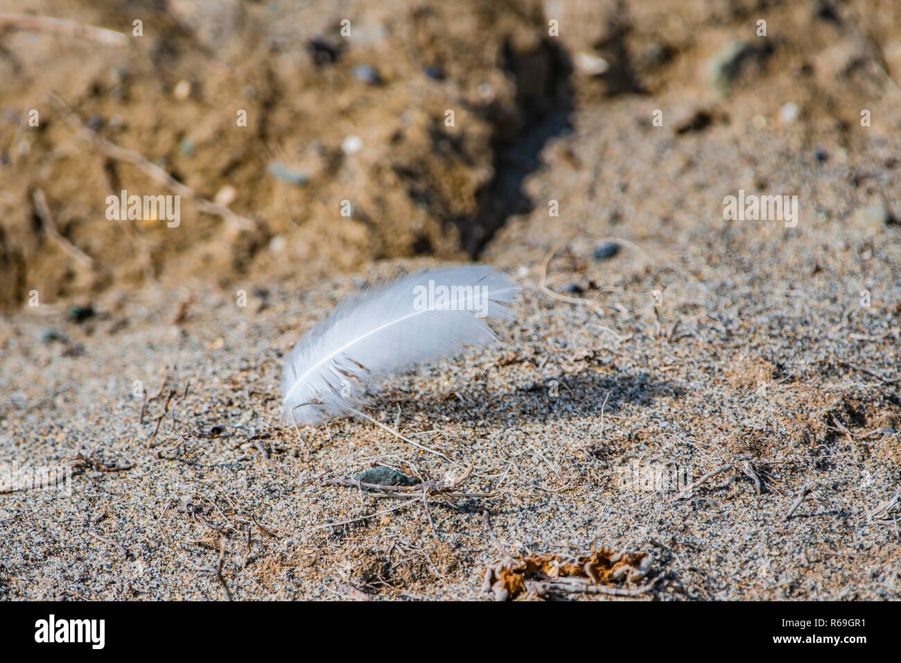 Feather  on the sand beach Stock Photo