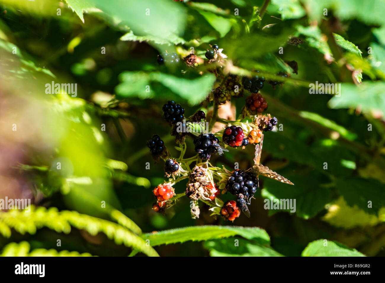 Wild blackberries on bush Stock Photo