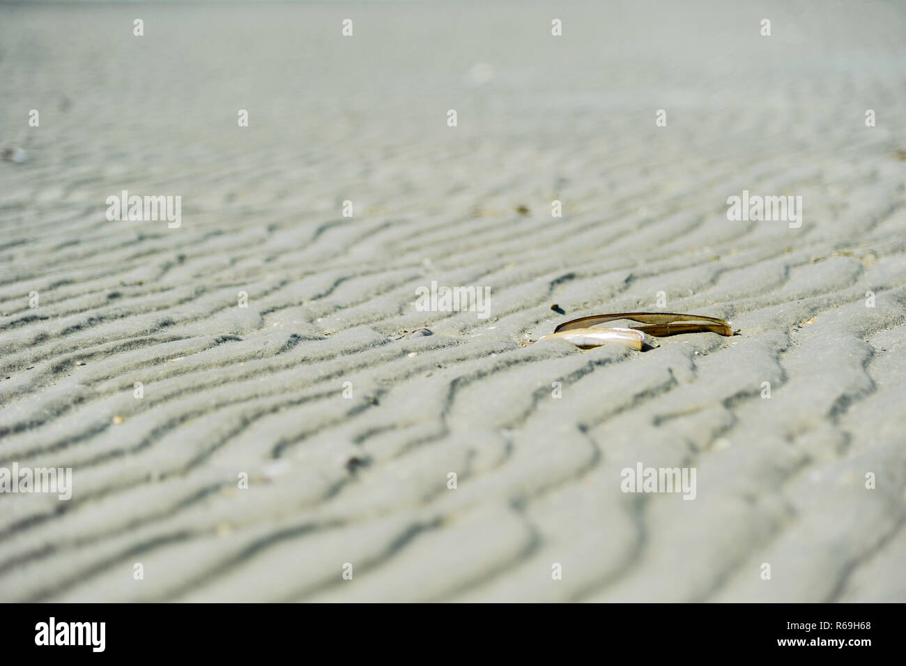 Messy Shell Beach Blur Stock Photo - Alamy