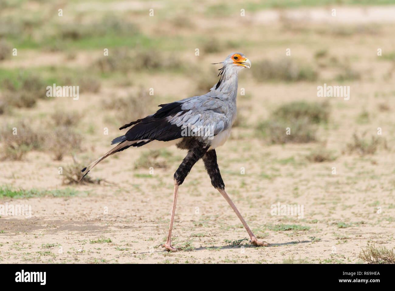 A Secretary Bird Sagittarius Serpentarius Walks Through The Savannah Kalahari South Africa Stock Photo