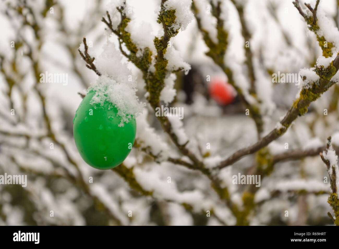 Colourful Easter Eggs Hanging From A Tree In Snow Stock Photo