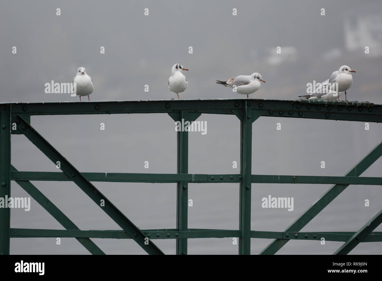 Several Gulls Sitting On A Metal Railing Stock Photo