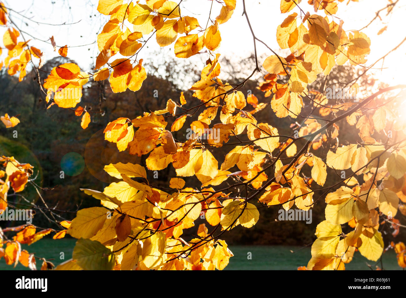 Beech tree leaves on branch hi-res stock photography and images - Alamy