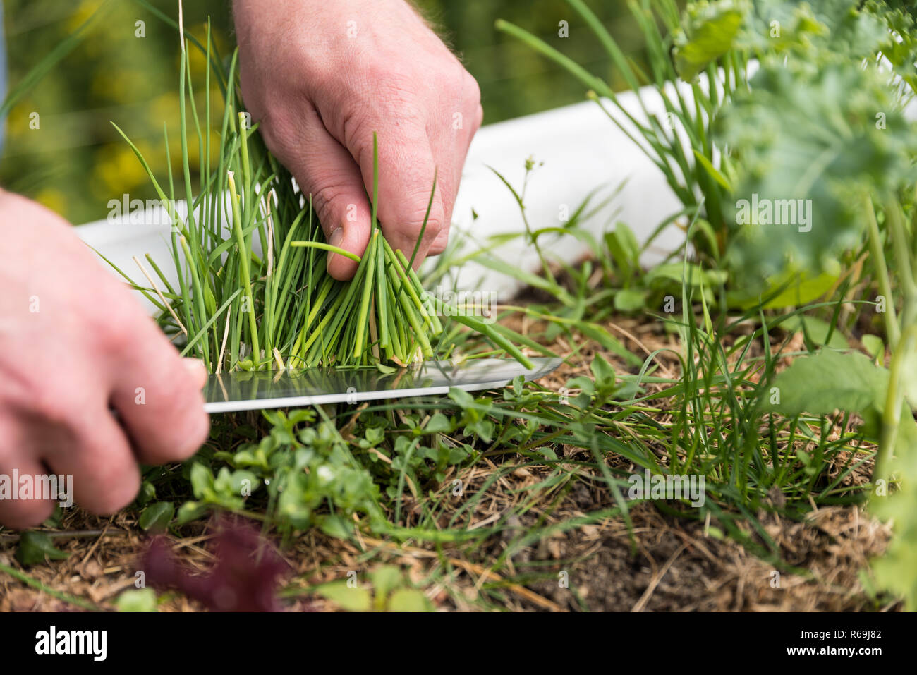 Person Cutting Chives In The Garden With Kitchen Knife Stock Photo