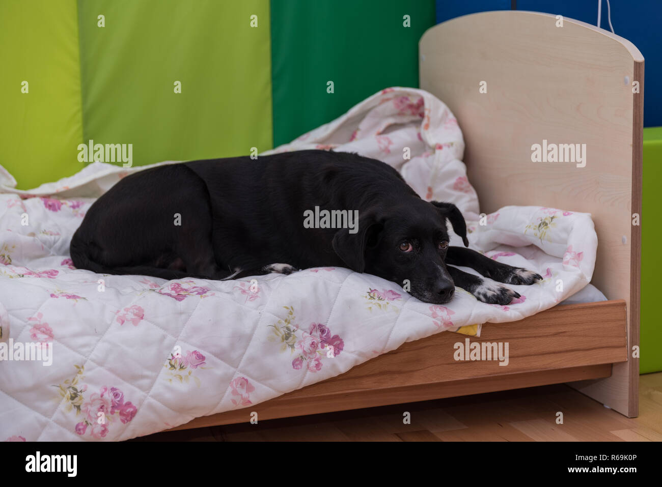 Black Dog Lies At His Favorite Place, The Cot Stock Photo Alamy