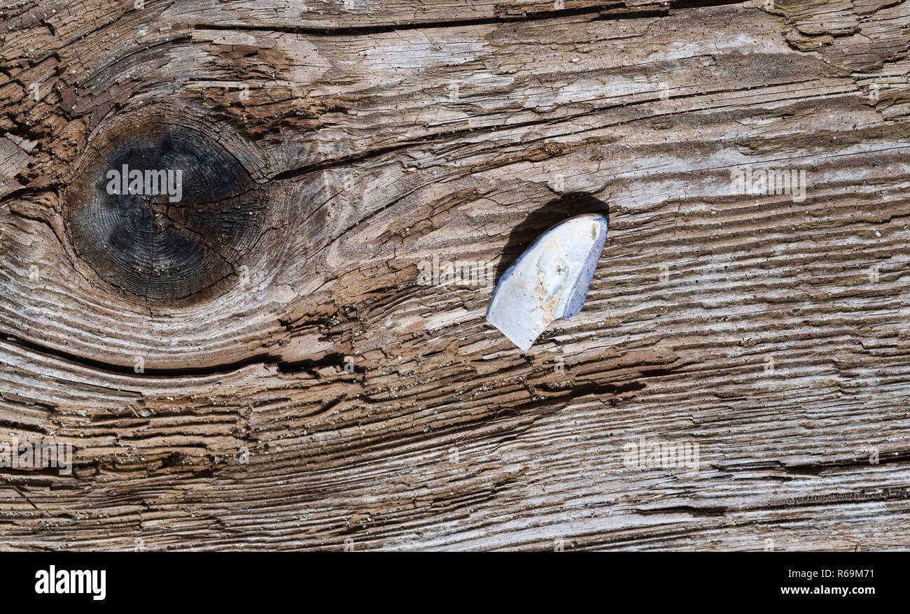 A broken mussel shell on an old weathered driftwood board with a large knot. Stock Photo