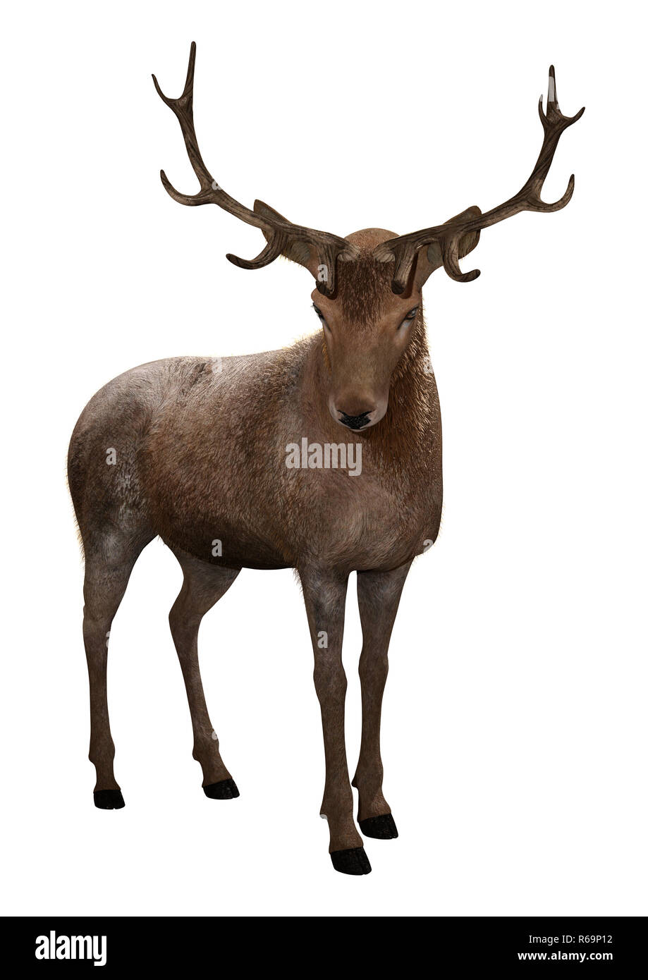 3D rendering of a male deer isolated on white background Stock Photo ...