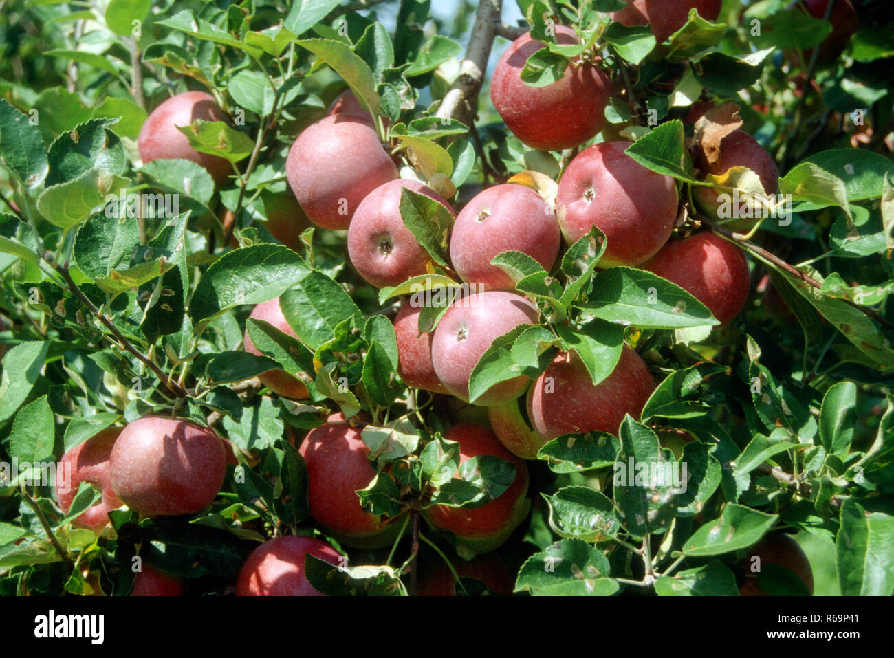 Himachal apple tree hires stock photography and images Alamy