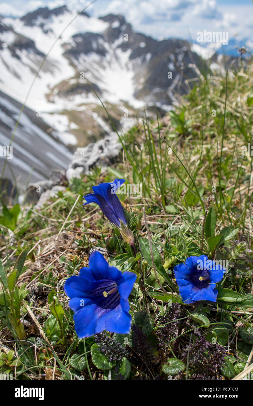 Alpine Flower Stock Photo