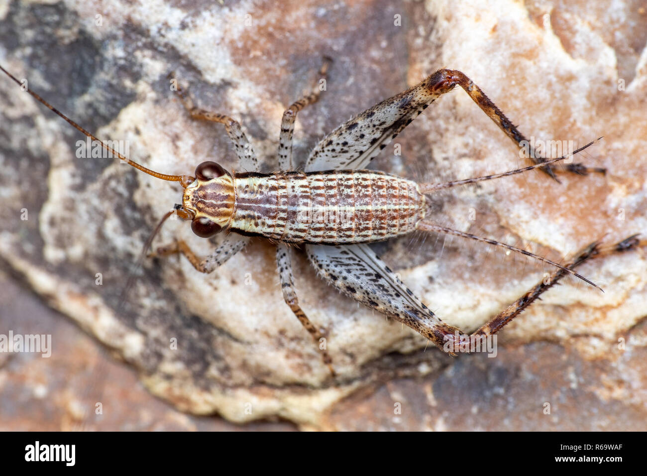 Striped true cricket (gryllidae) foraging on a rainforest floor in Queensland, Australia Stock Photo