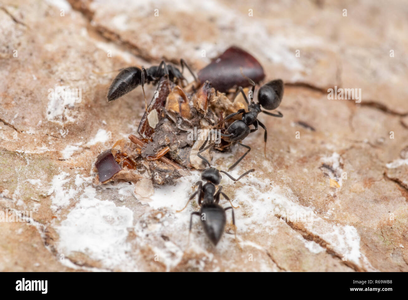 Carpenter Ant Droppings