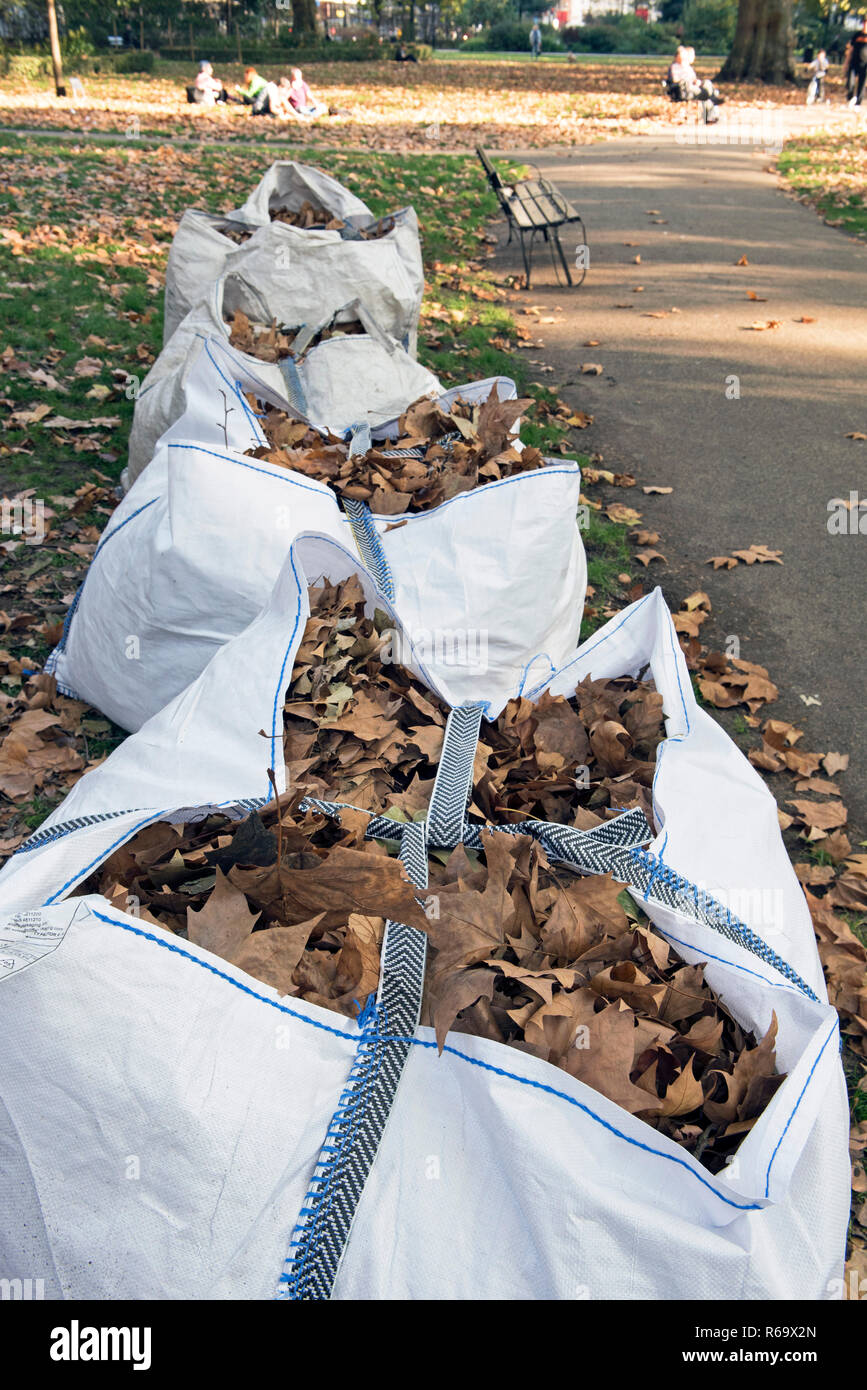 Autumn leaves in bags awaiting collection and composting, Russell