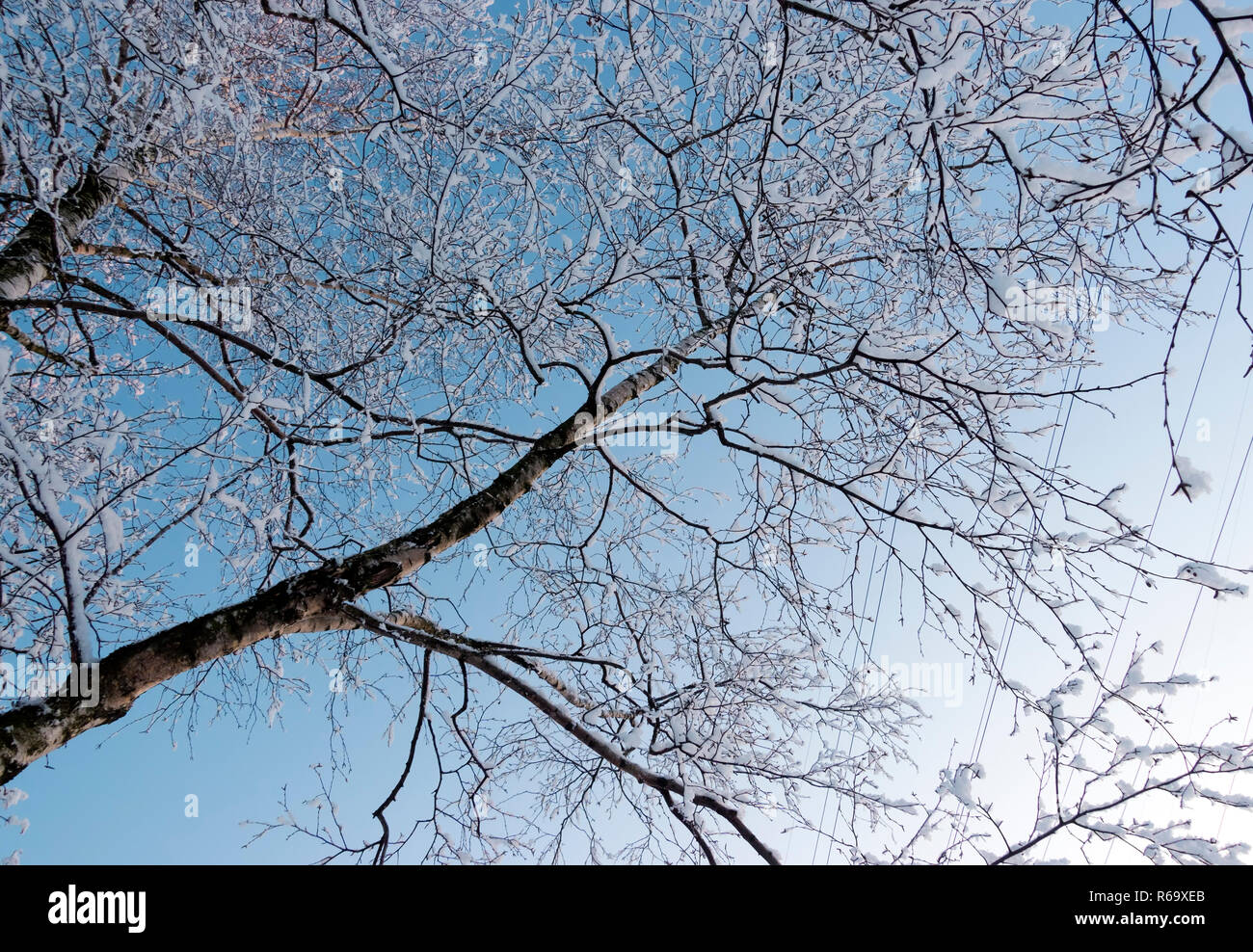 Snow covered branches of tree on sky background Stock Photo - Alamy