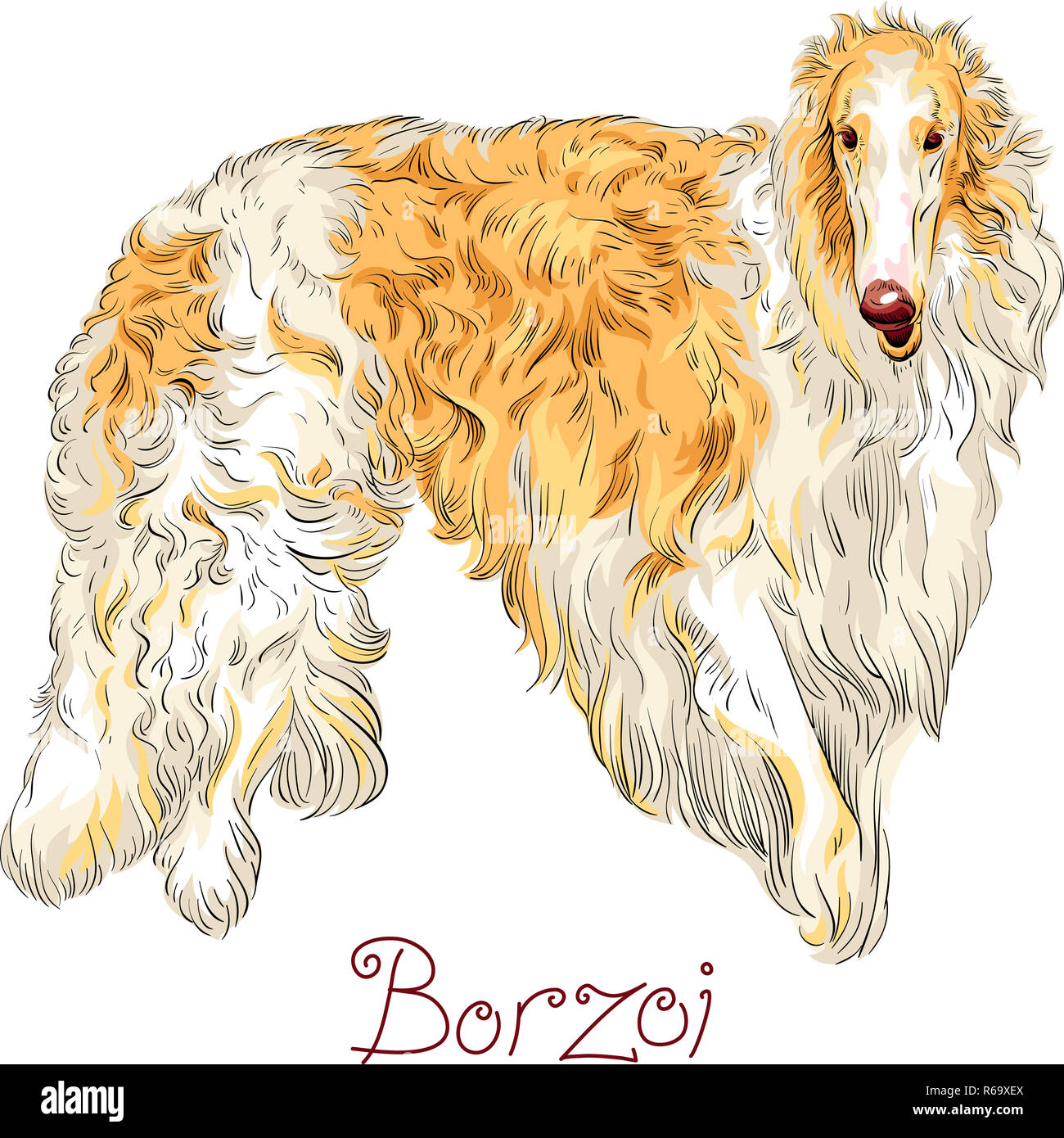 Vector Borzoi Dog breed Stock Photo Alamy