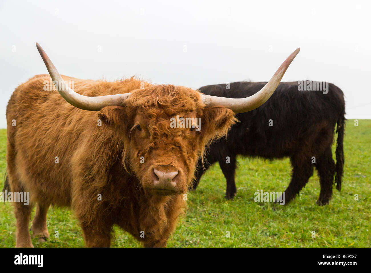 portrait of natural brown horned scottish highland beef, green grass