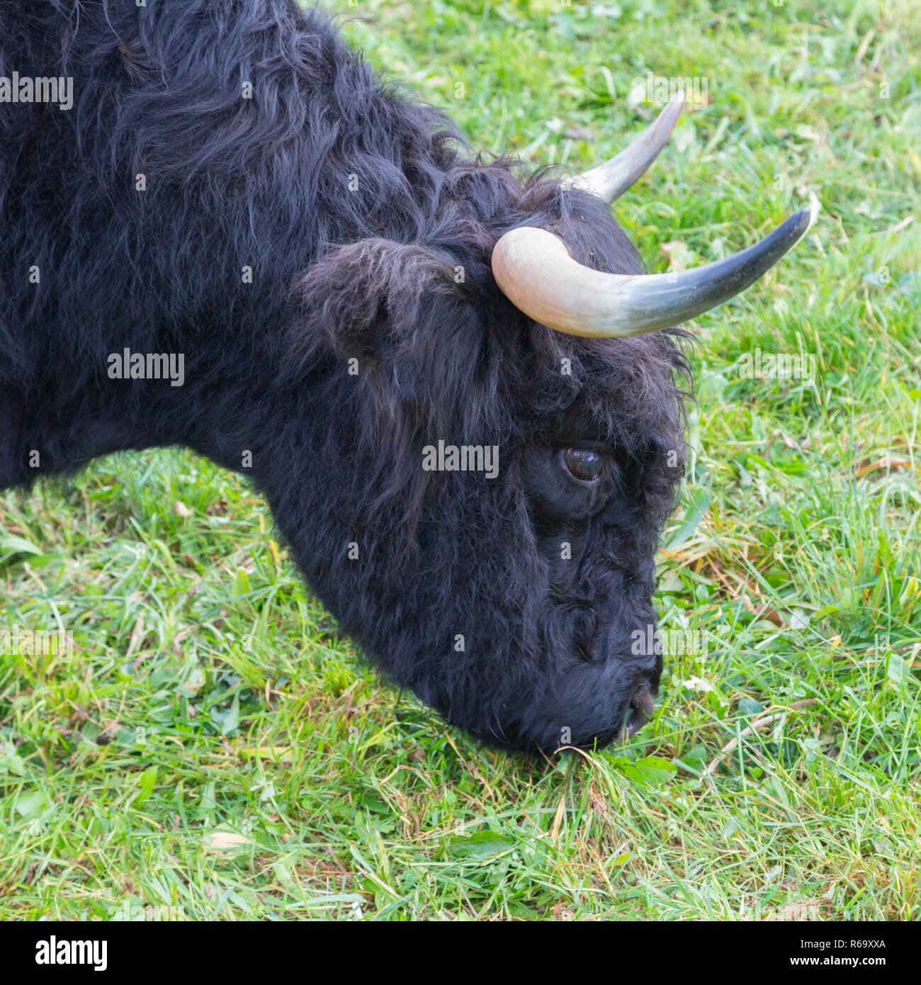 Scottish beef hires stock photography and images Alamy