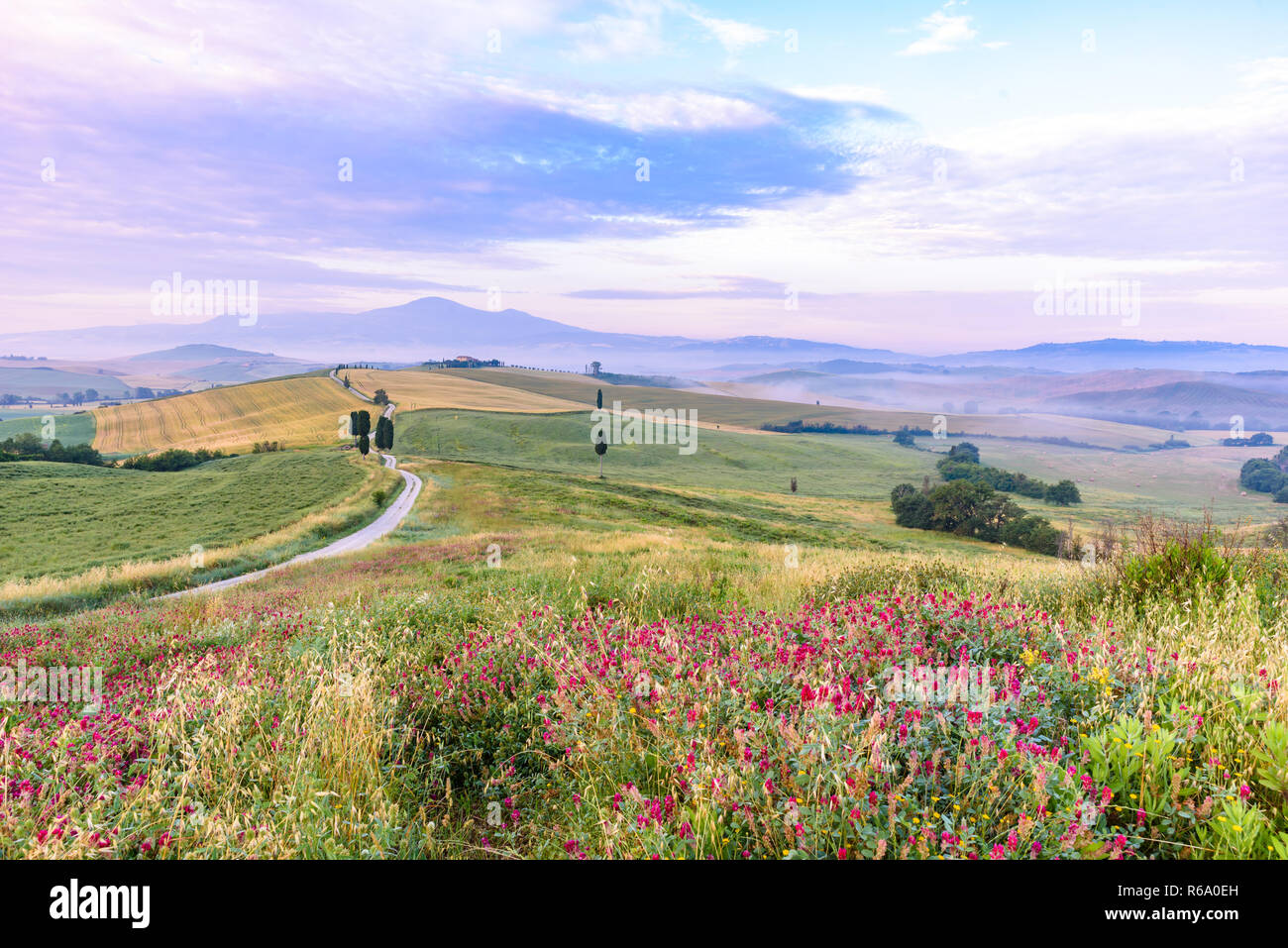 Landscape scenery early in the morning of Tuscany in Italy, with cypresses  trees and green field with beautiful colors on summer day, travel destinati  Stock Photo - Alamy