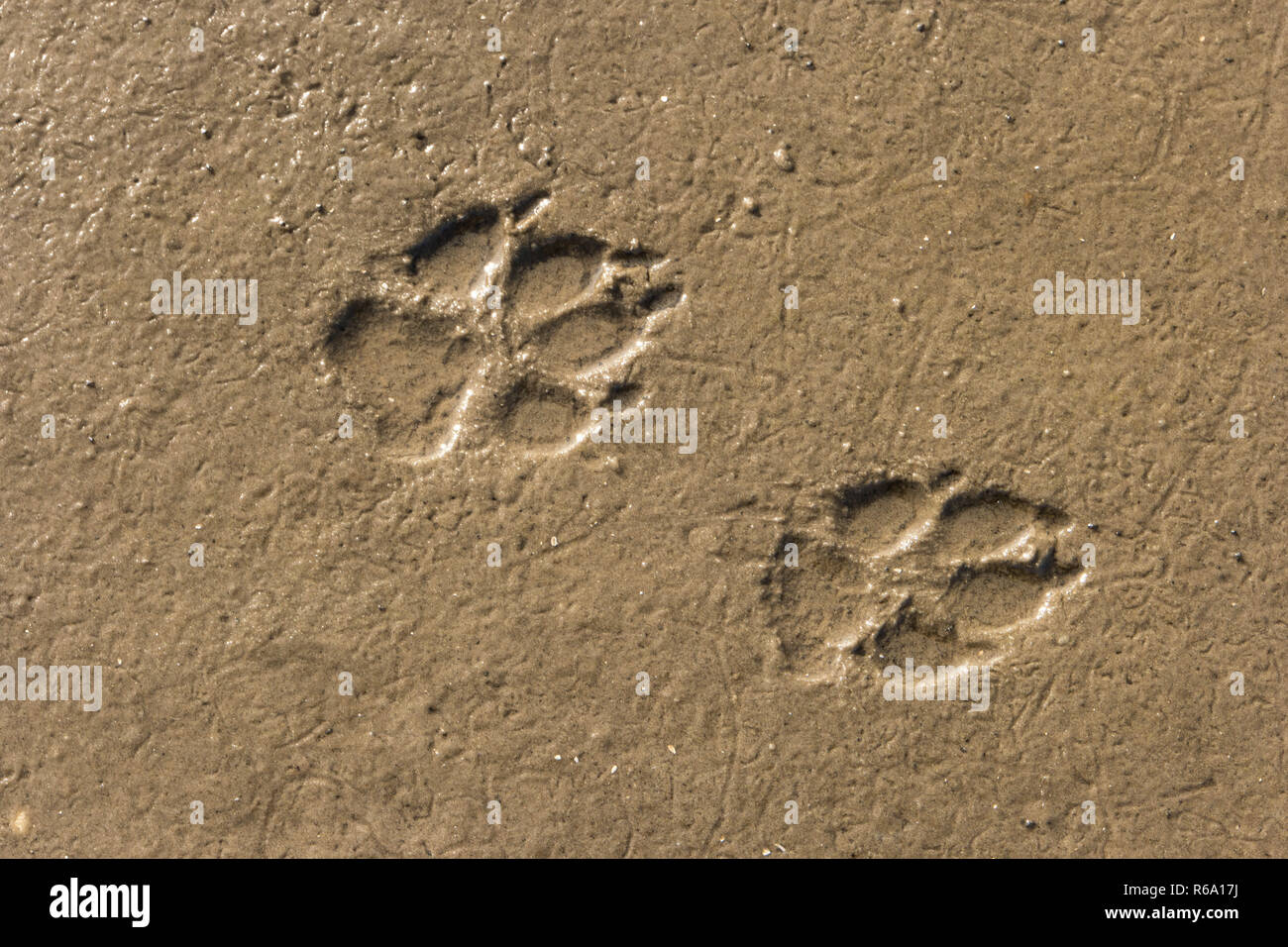Dogs Paws On The Beach Stock Photo Alamy