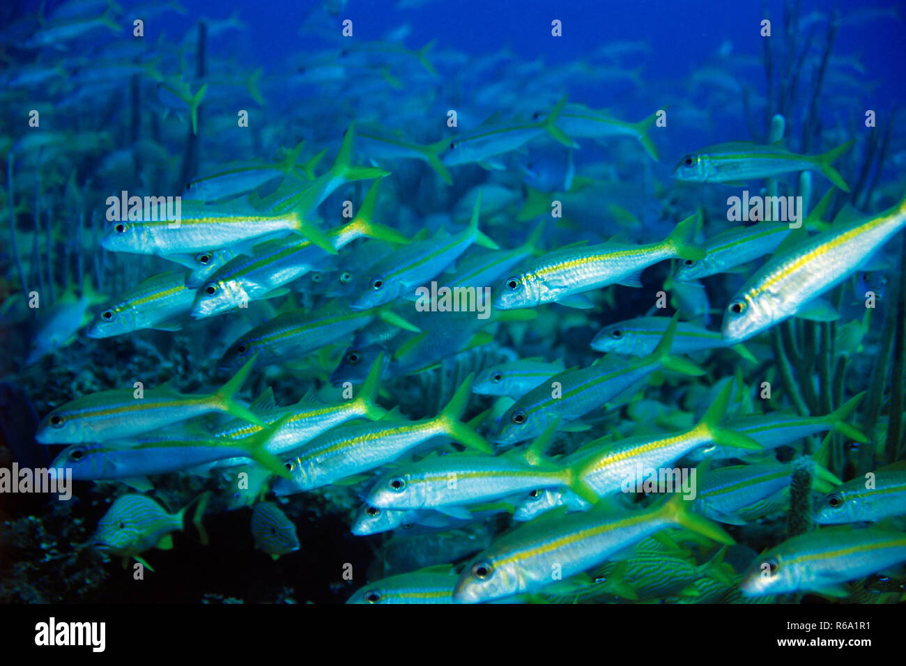 Swarm Of Fish, Caribbean Stock Photo