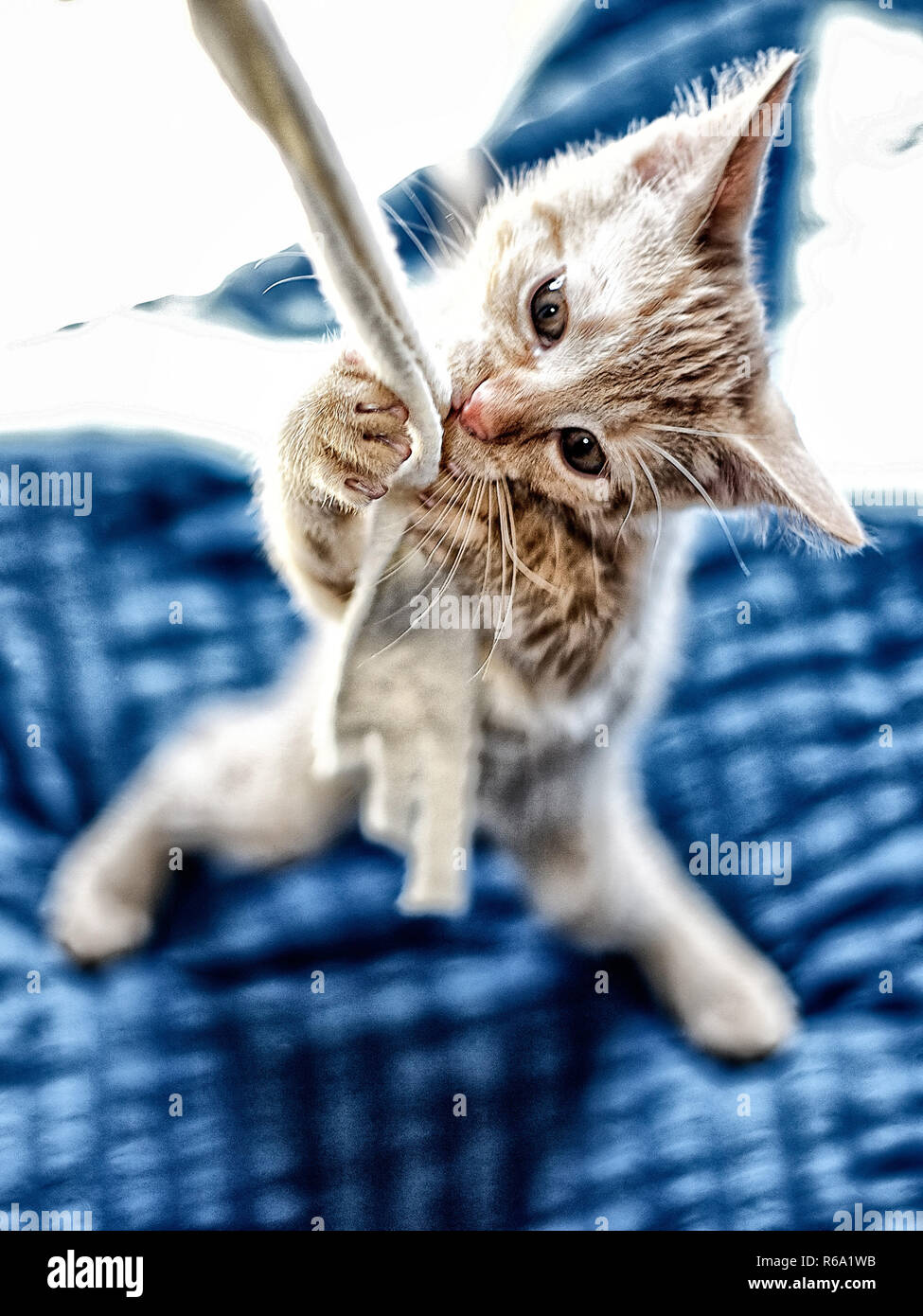 Playing Kitten Stock Photo