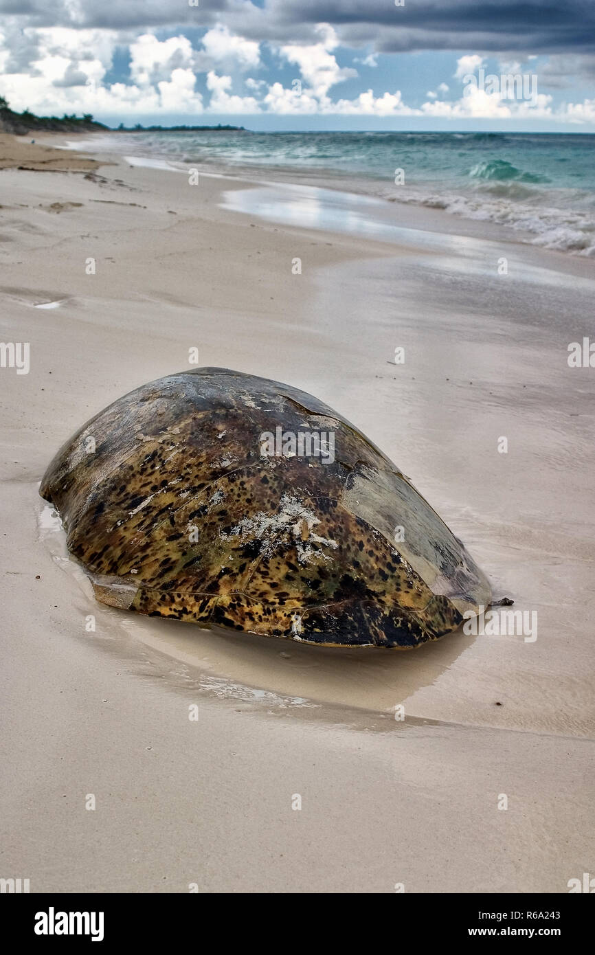 Cayo largo sea turtle hi-res stock photography and images - Alamy