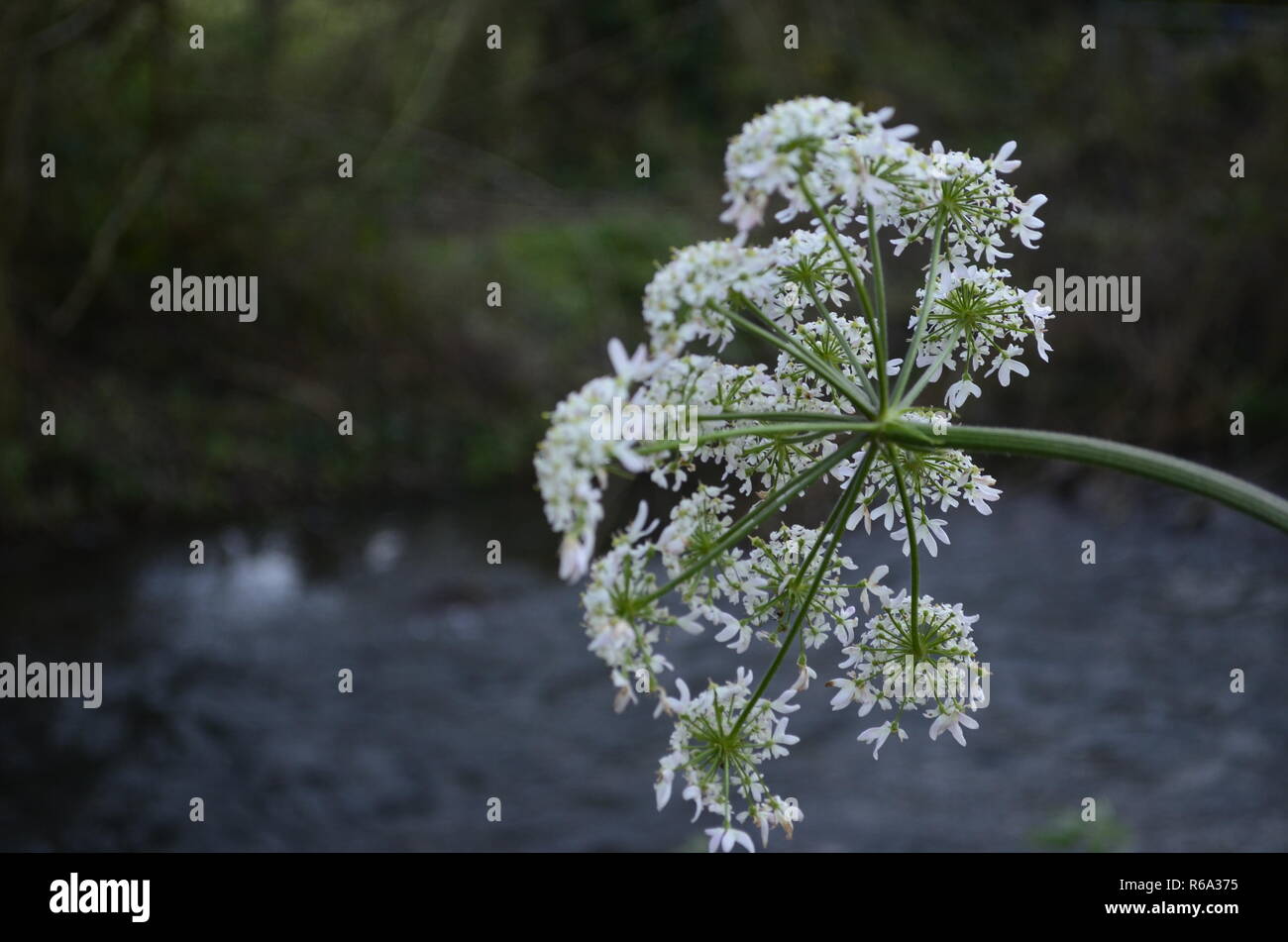 over hanging plant over river Stock Photo