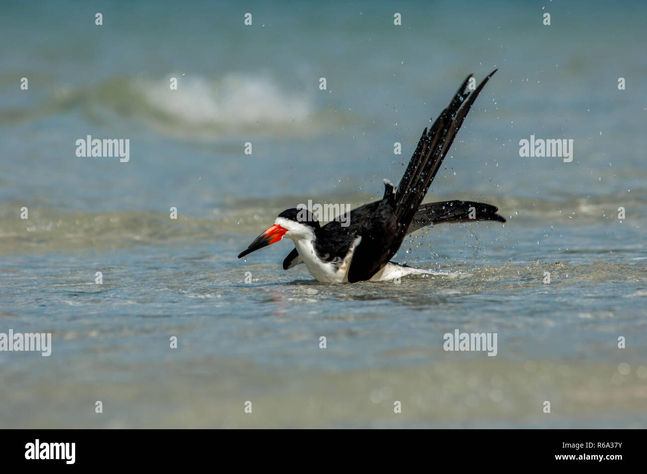 Gulf of mexico coastal birds hi-res stock photography and images - Alamy