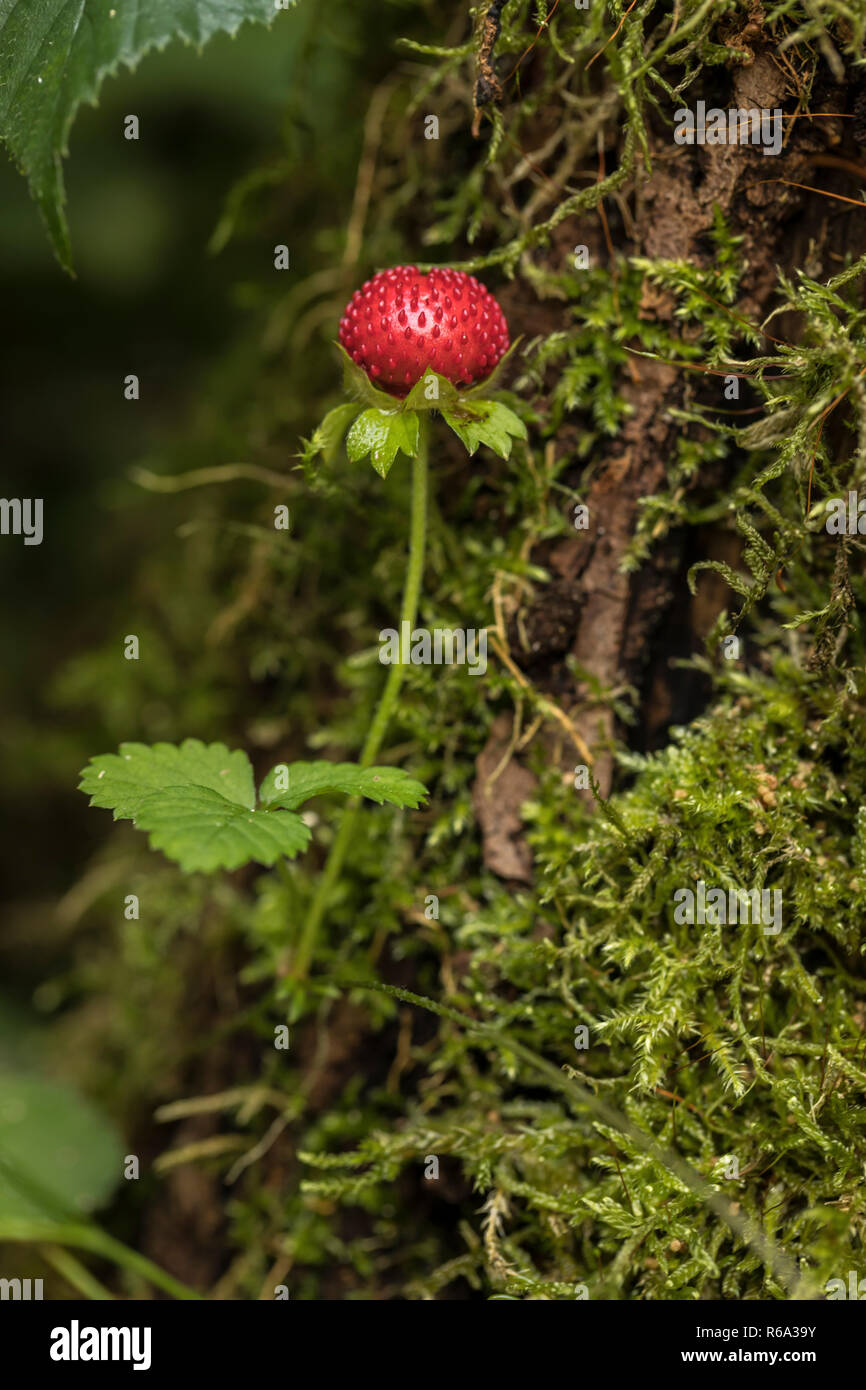 Close up strawberry tree flower hi-res stock photography and images - Alamy