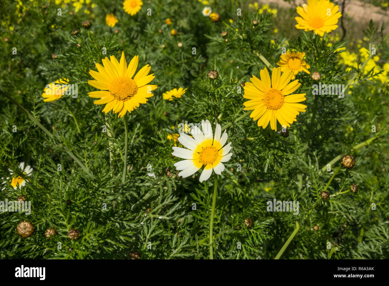Crown Spider Flower, Cup-Shaped Inflorescences Of Glebionis Coronaria Stock Photo