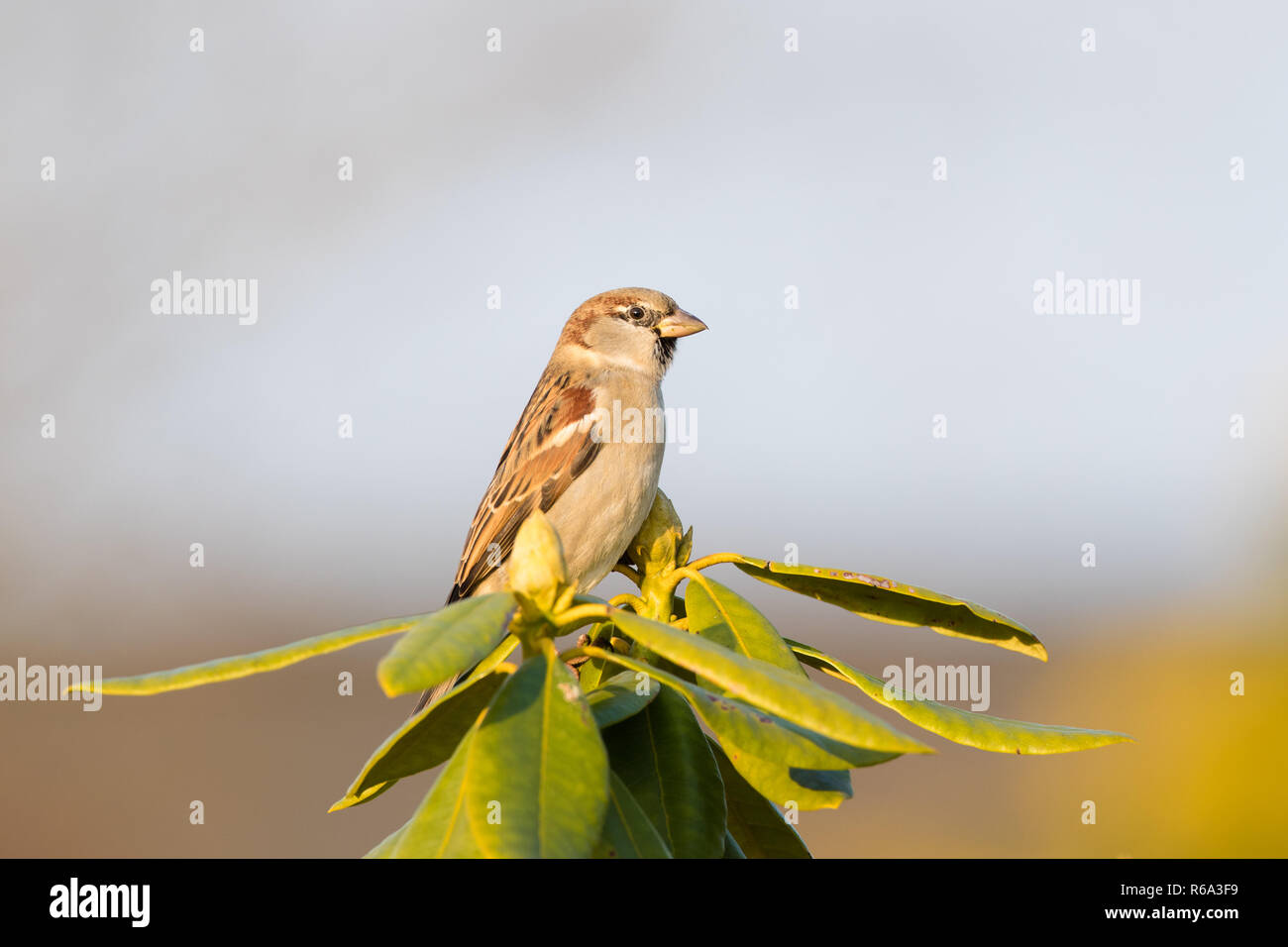 House Sparrow Passer Domesticus Stock Photo