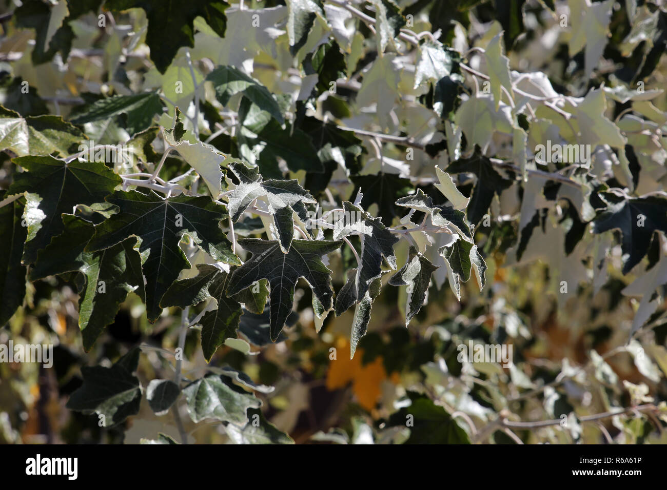 silver poplar,silver poplar (populus alba) Stock Photo