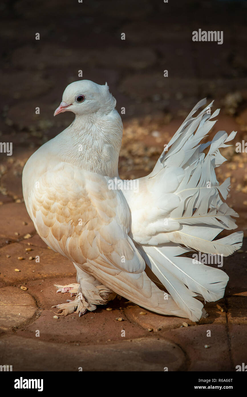 A decorative fan tail pigeon dove struts its impressive feathers. Stock Photo