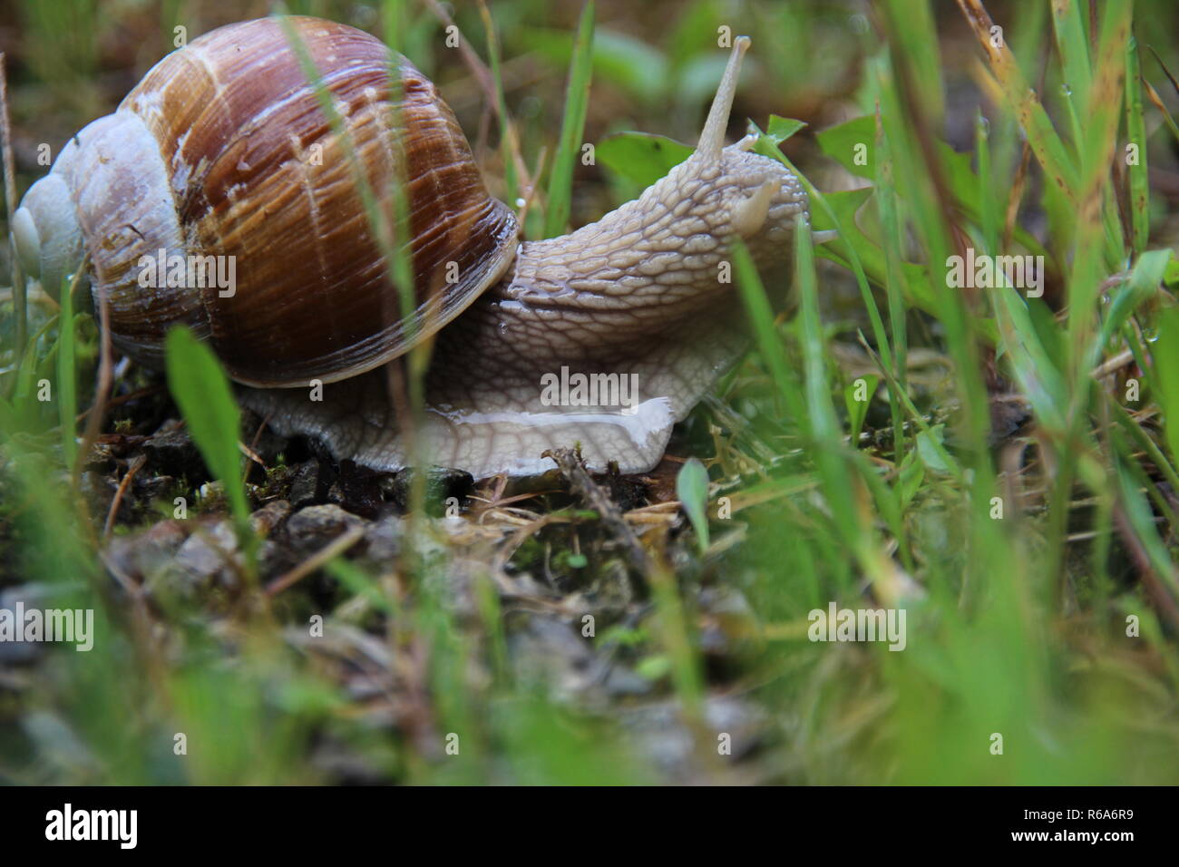 Snails on gravel ground Stock Photo Alamy