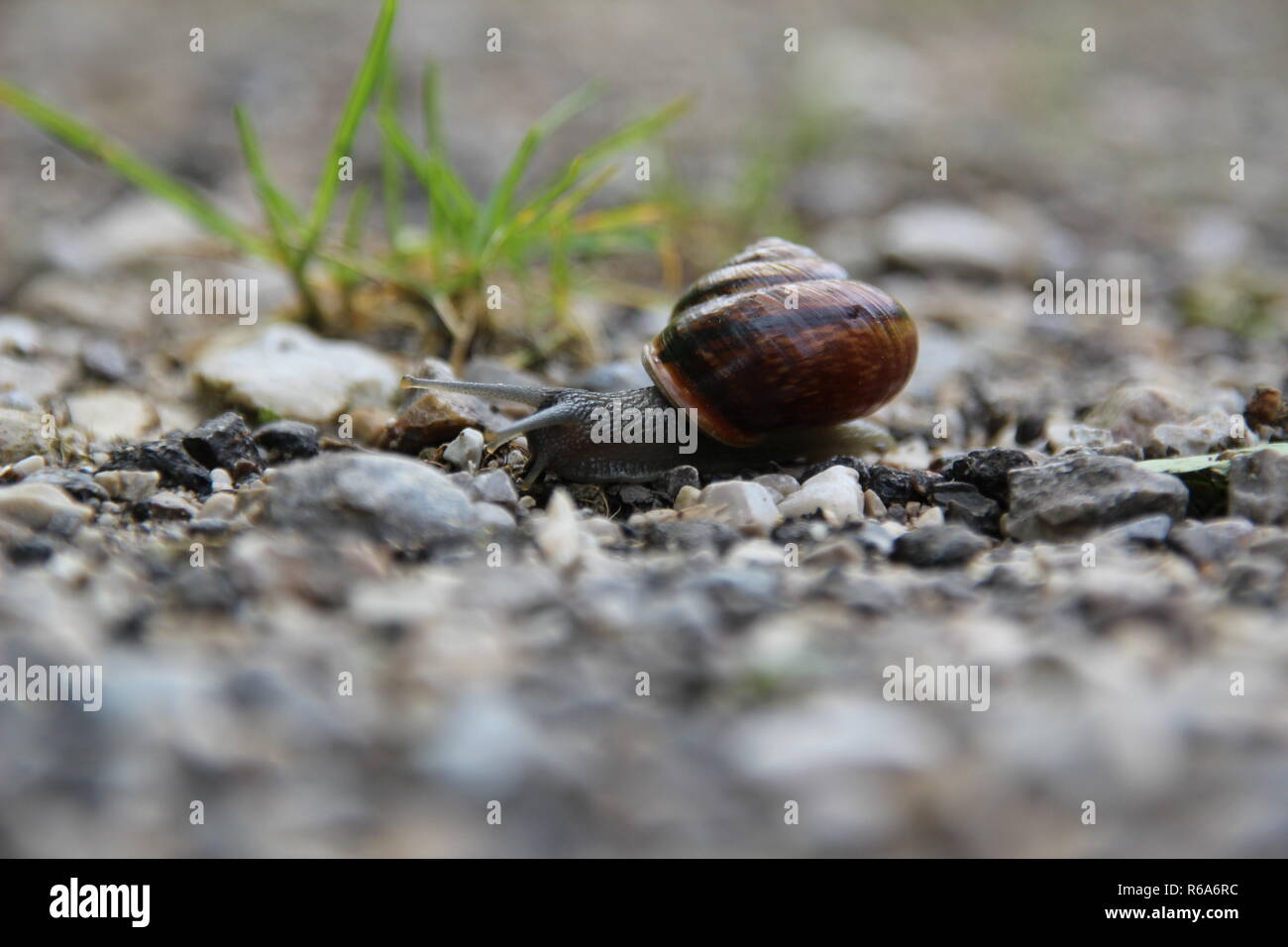 Snails on gravel ground - Stock Image