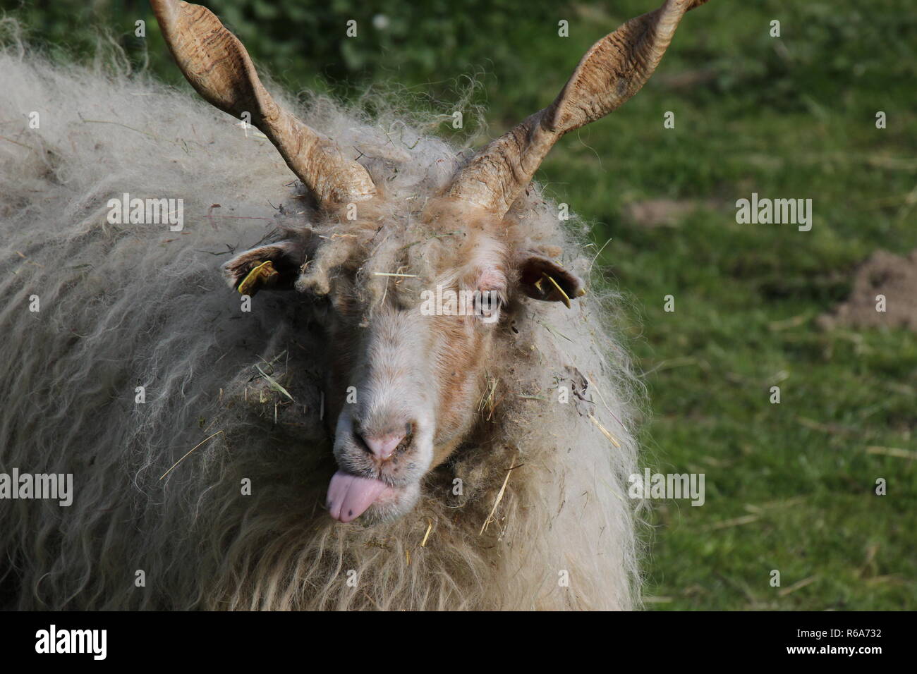 Racka or Hungarian sheep Stock Photo