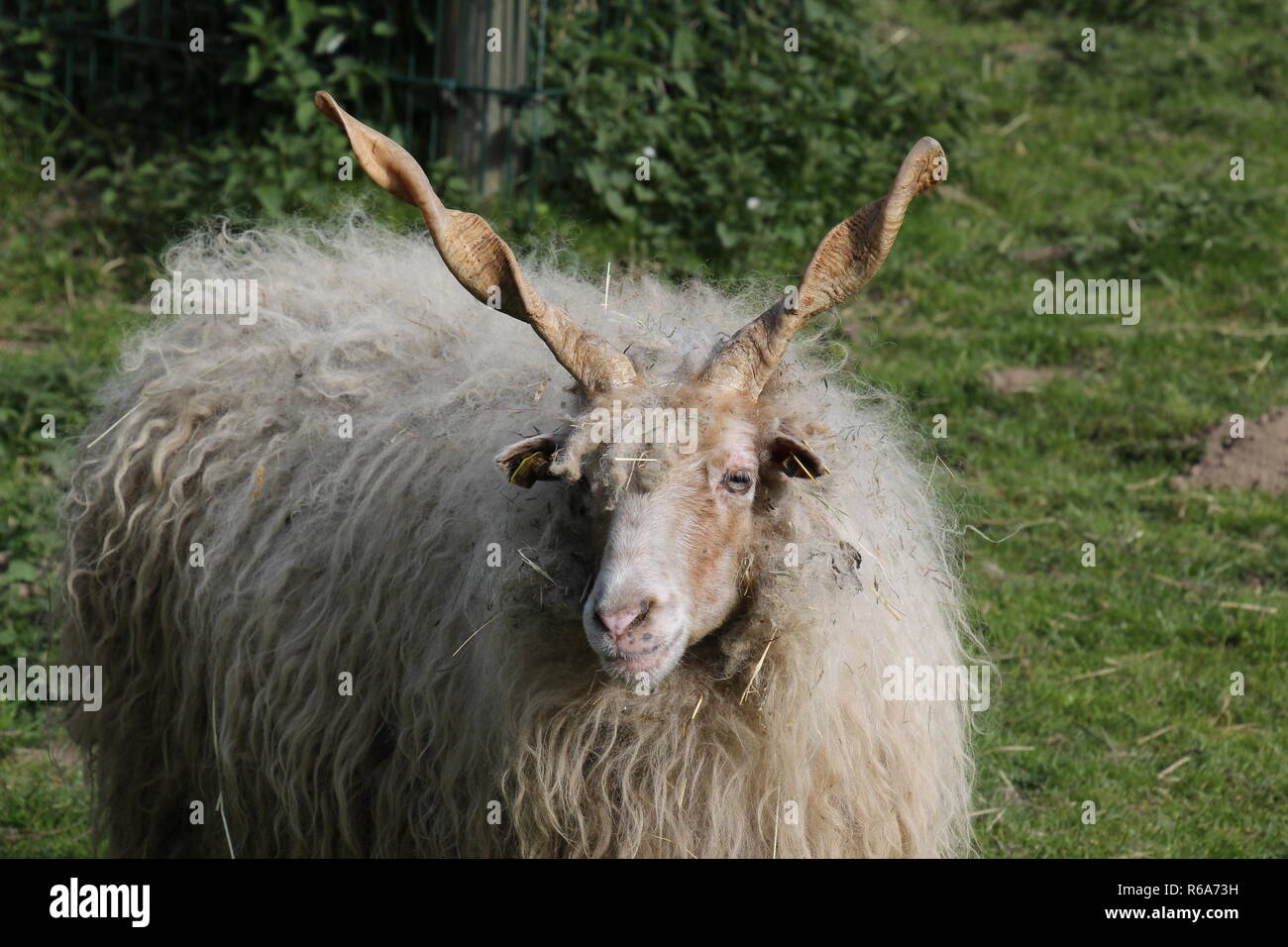 Racka or Hungarian sheep Stock Photo