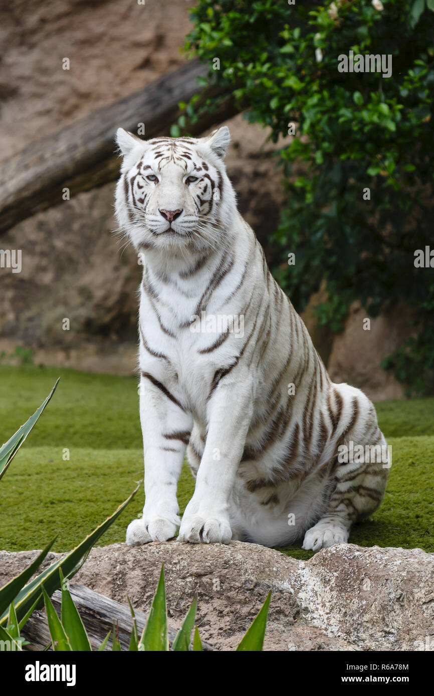 Portrait of a white tiger. The white tiger is a pigmentation variant of the Bengal tiger. Stock Photo