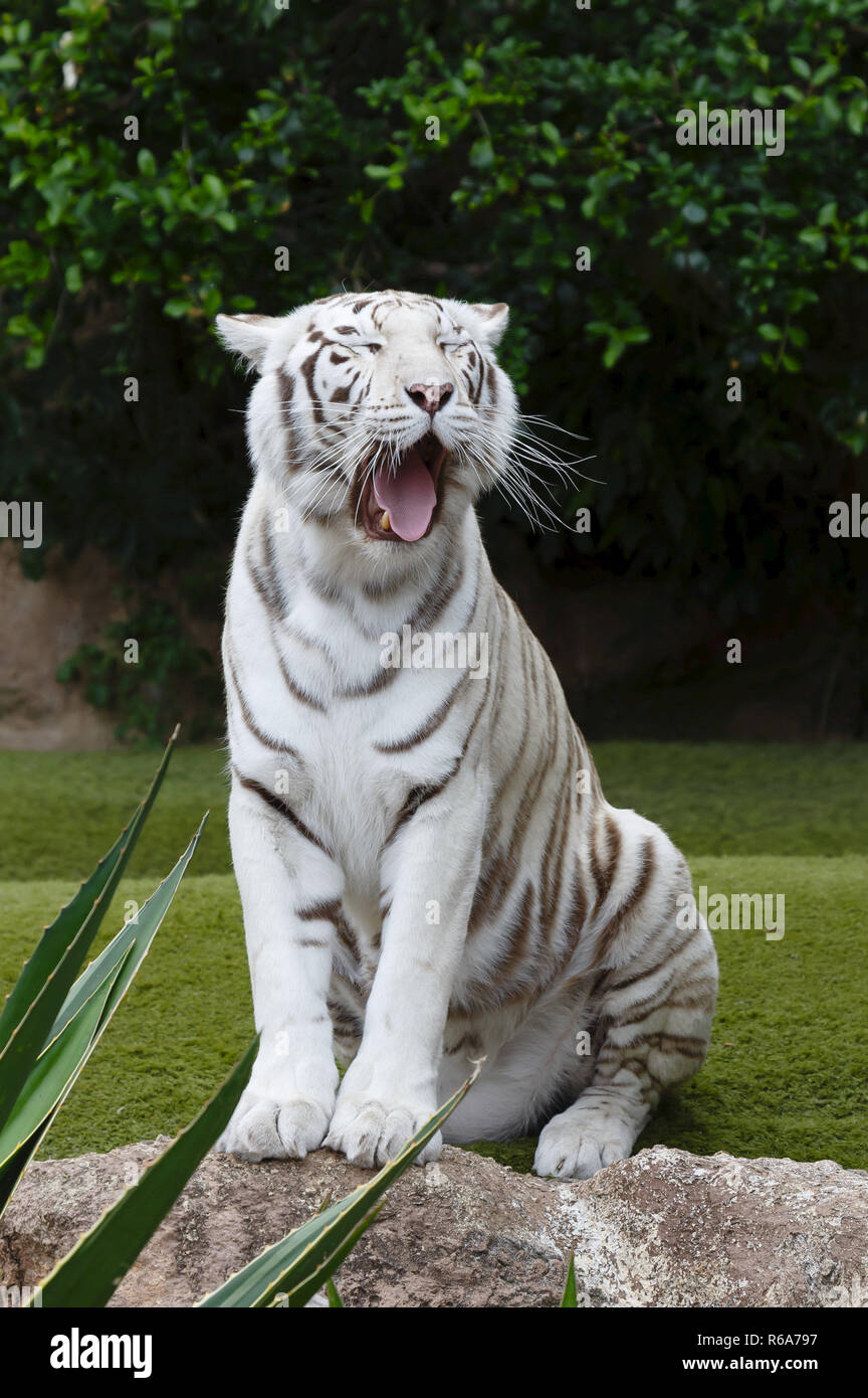 Portrait of a white tiger sitting yawning. The white tiger is a pigmentation variant of the Bengal tiger. Stock Photo