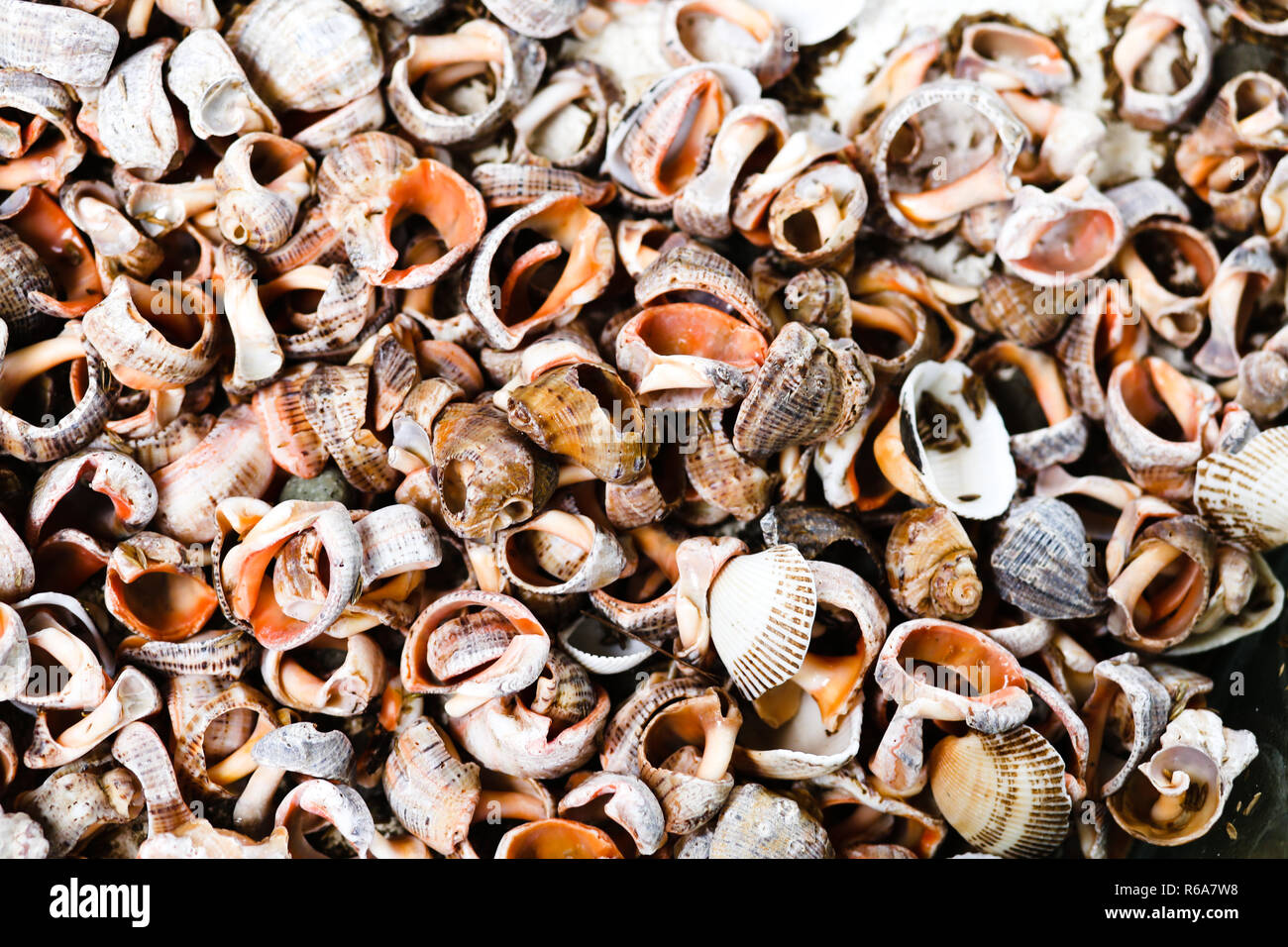texture of light small shells Stock Photo - Alamy
